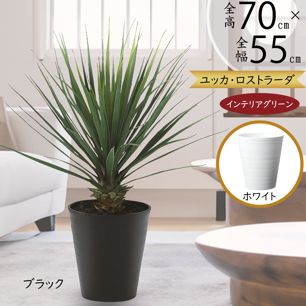 ユッカ　ロストラータ　黒鉢 ロストラータ 黒鉢付き ユッカ ロストラータ 3.5号 – 鉢人