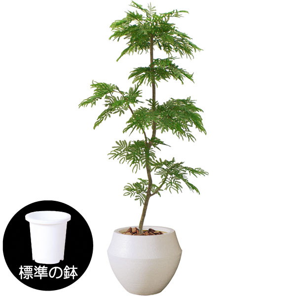 楽天市場 屋外にも対応 人工観葉植物 全高1 8m エバーフレッシュ 配送制限有り エバーグリーン アカサヤネムノキ 人工樹木 造花 フェイクグリーン インテリアグリーン オブジェ グリーンランド