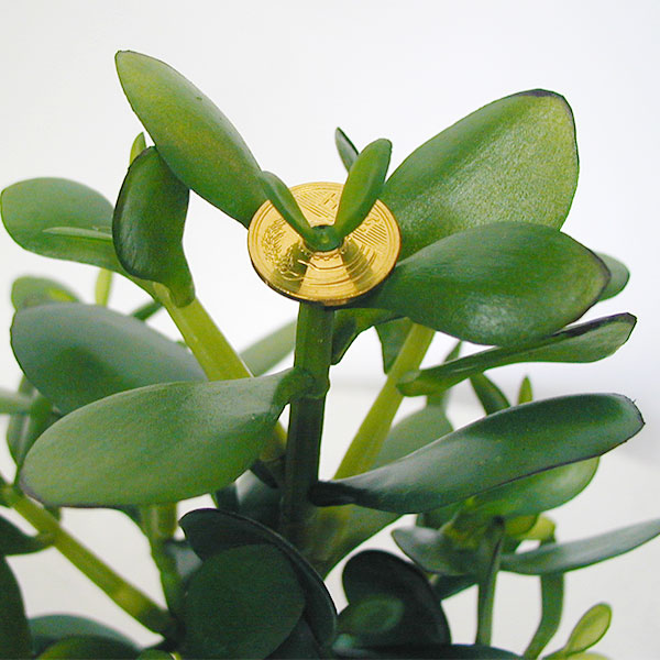 【楽天市場】人工観葉植物 全高33cm 金のなる木 五円玉付き クラッスラ カゲツ 人工樹木 造花 フェイクグリーン インテリアグリーン オブジェ ディスプレイ 装飾:グリーンランド 【楽天市場】人工観葉植物 全高33cm 金のなる木 五円玉付き クラッスラ カゲツ 人工樹木 造花 フェイクグリーン インテリアグリーン オブジェ ディスプレイ 装飾:グリーンランド