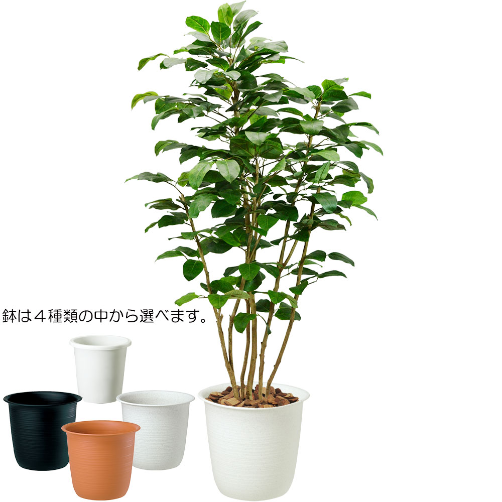 楽天市場 全高1 2m ボダイジュ 人工観葉植物 フェイクグリーン インドアグリーン 造花 人工樹木 人工観葉植物 菩提樹 グリーンランド