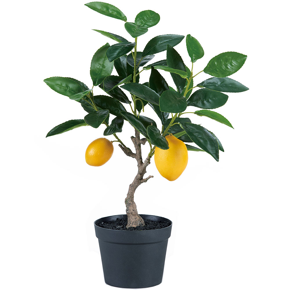 楽天市場 レモンの木 果実付き 全高40cm 人工観葉植物 フルーツ 檸檬 人工樹木 造花 フェイクグリーン インテリアグリーン 食品サンプル グリーンランド