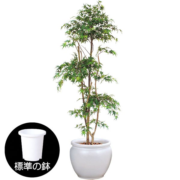 楽天市場 人工観葉植物 全高1 8m 青モミジ 配送制限有り カエデ もみじ 山もみじ 人工樹木 造花 インテリアグリーン フェイクグリーン オブジェ ディスプレイ 装飾 和風 四季 春 夏 空間演出 グリーンランド