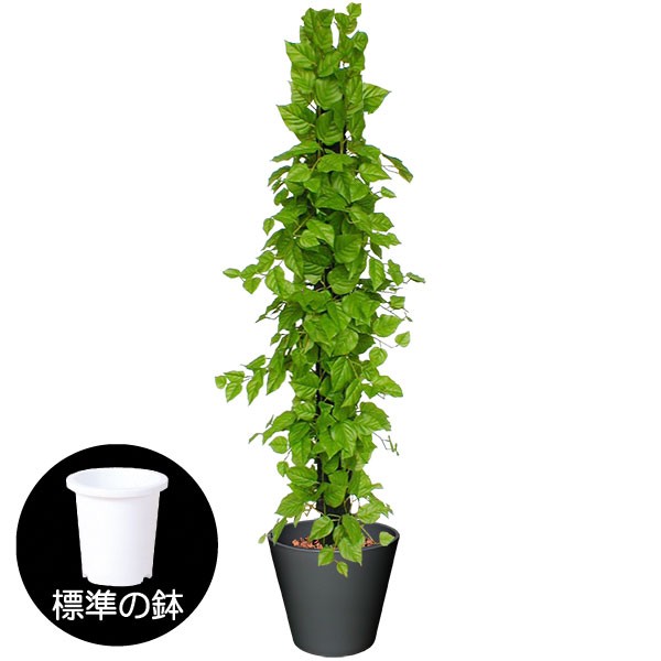 まとめ買いでお得 人工観葉植物 全高1 1m ライムポトス タワー ヘゴ オウゴンカズラ 人工樹木 造花 葉材 リーフ フェイクグリーン インテリアグリーン オブジェ ディスプレイ 装飾 造花 人工観葉植物