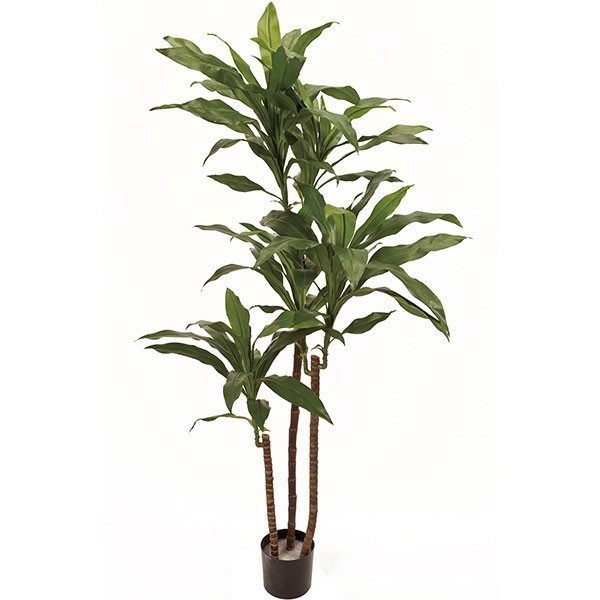 楽天市場 人工観葉植物 全高1 3m ドラセナ フレグランス 幸福の木 マッサン フラグランス ニオイセンネンボク 人工樹木 造花 フェイクグリーン インテリアグリーン オブジェ ディスプレイ 装飾 グリーンランド