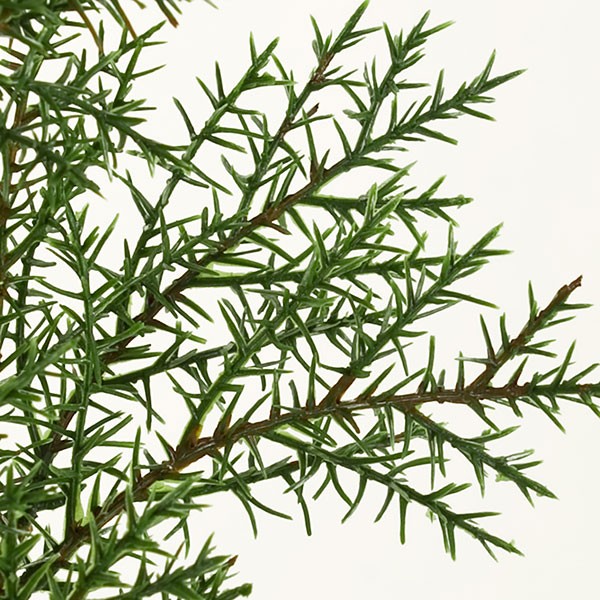 楽天市場 人工観葉植物 杉 全長66cm スギ すぎ シダー 針葉樹 造花 人工樹木 リーフ 花材 葉材 グリーン材 フラワーアレンジメント 会場装花 装飾 店舗ディスプレイ 空間演出 グリーンランド