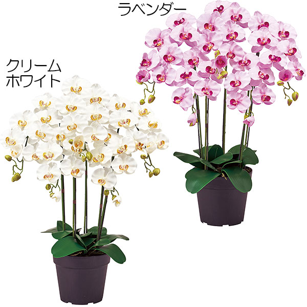 光触媒加工 開店 開業 栄転 引っ越し祝いに選ばれる胡蝶蘭の鉢物 コチョウラン 全高70cm 5本立 胡蝶蘭 開業 造花 栄転 ラン 人工観葉植物 ギフト 鉢物 祝い花 開店 栄転 欄 贈答 贈り花 開業 お引っ越し グリーンランド