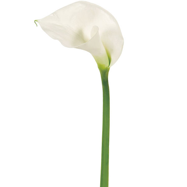 楽天市場 カラー 造花 全長cm 2本セット カラーリリー 人工観葉植物 アーティフィシャルフラワー K グリーンランド