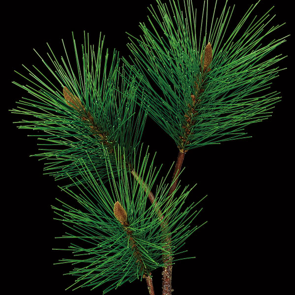 楽天市場 松の葉 全長44cm 4本セット 人工観葉植物 まつ マツ 造花 人工樹木 フェイクグリーン インテリアグリーン 和風 お正月 グリーンランド