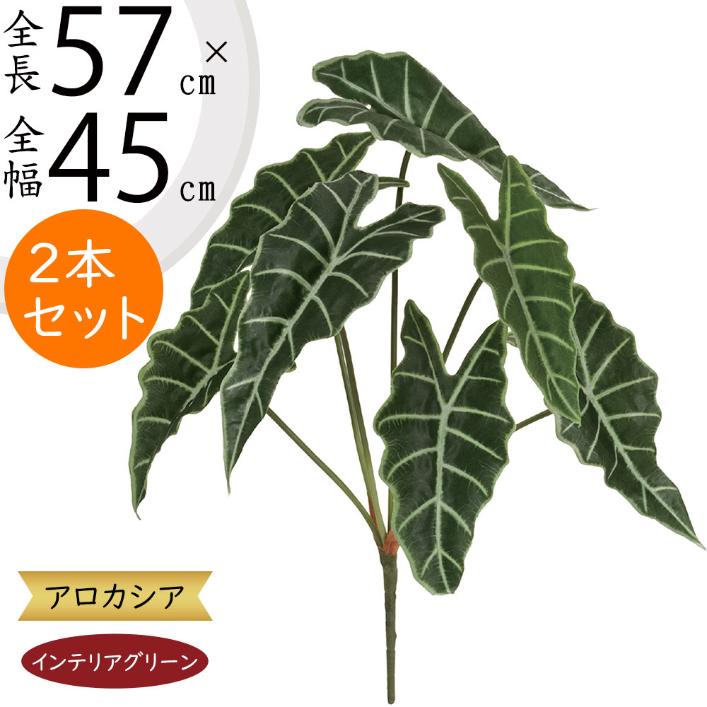 楽天市場】アロカシア （アマゾニカ・ドワーフ） 4号