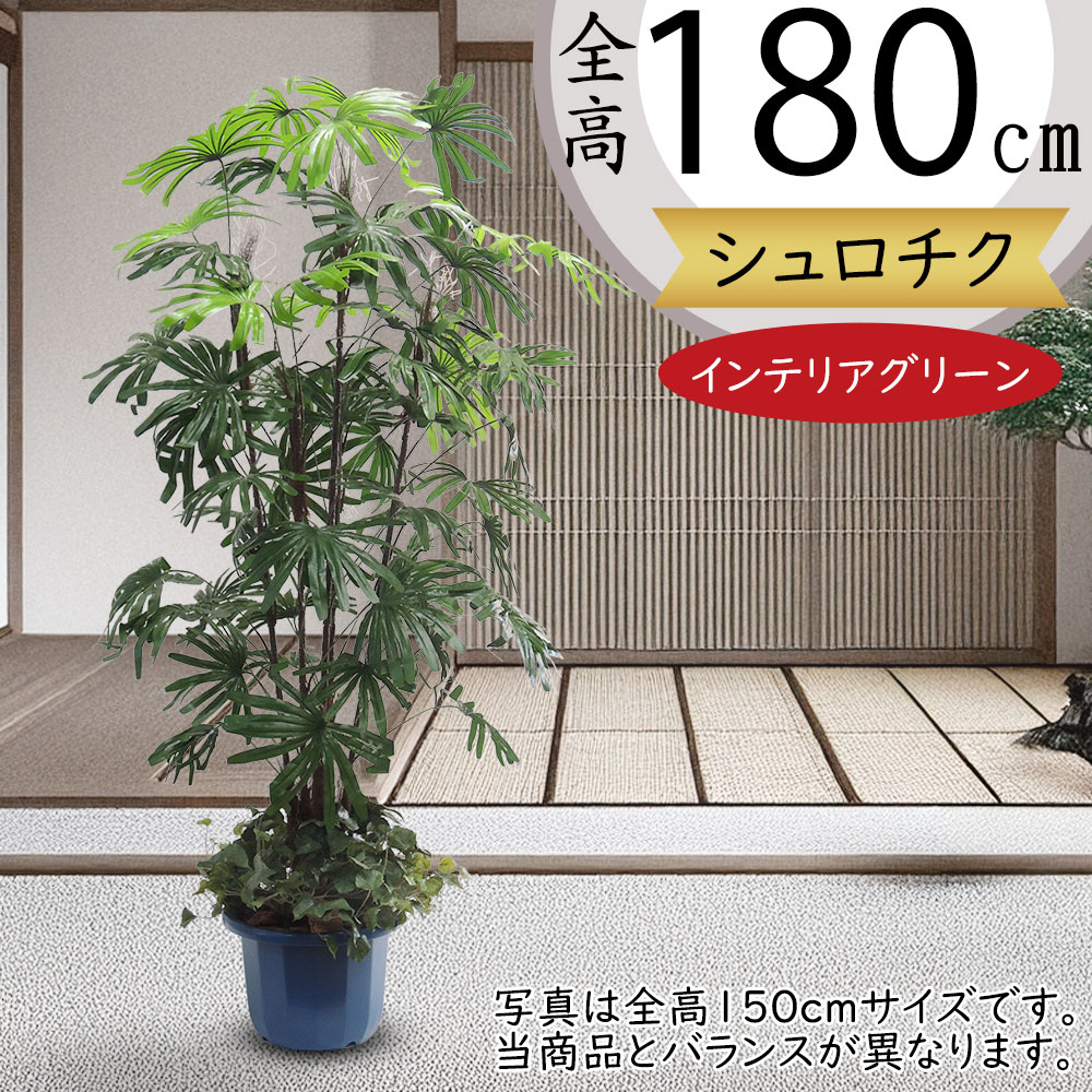 観葉植物 シュロ竹約1、5メートル 健康的な緑色の葉 観葉植物 シュロ竹約1、5メートル 健康的な緑色の葉