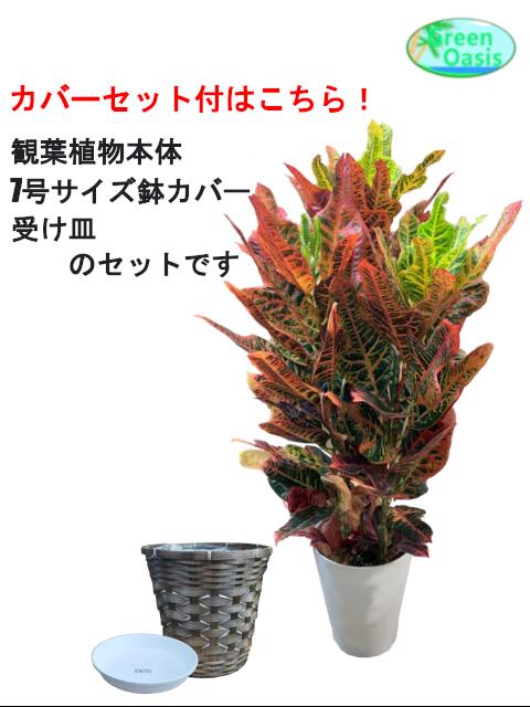 観葉植物 クロトン 7ナンバー 激安 洒落たな大型観葉植物 お御部屋の内装飾り付けつける 法人 飲食店鋪など店舗の飾りに新築祝事開店祝い セレモニーの下され物に廉い大衆性観葉植物を雨が降ろうと槍が降ろうと まことに安値 贈もの 父御の日日 手土産 贈もの