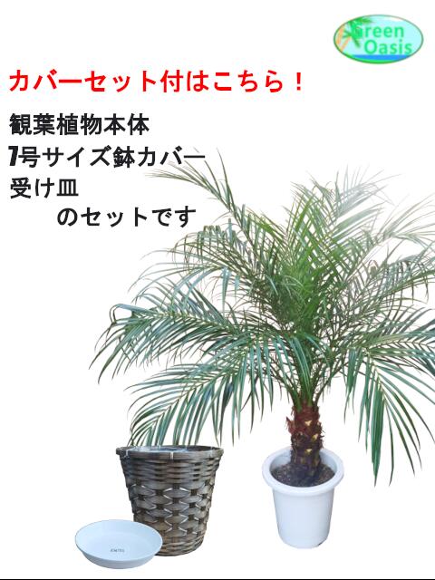 楽天市場 観葉植物 フェニックス 7号 激安 おしゃれな大型観葉植物 お部屋のインテリア装飾 法人 飲食店など店舗の飾りに新築祝い開店祝い お祝いの贈り物に格安人気観葉植物をどうぞ 最安値 贈答 父の日 ギフト プレゼント 株式会社グリーンオアシス