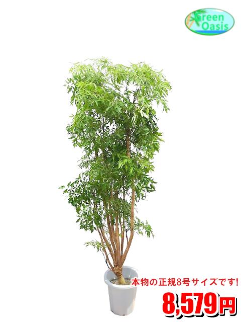 観葉植物 ポリシャス 8号 激安 おしゃれな大型観葉植物 お部屋のインテリア装飾 法人 飲食店など店舗の飾りに新築祝い開店祝い 贈り物に格安人気観葉植物をどうぞ 最安値 贈答 父の日 ギフト プレゼント Giosenglish Com