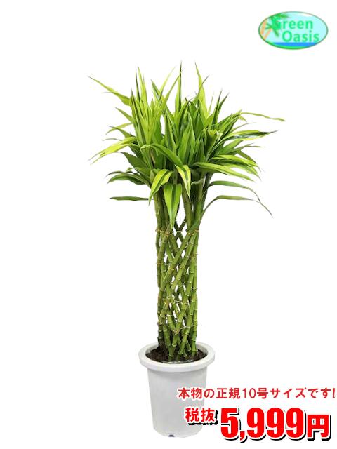 楽天市場 観葉植物 サンデリアーナ 10号 おしゃれな大型観葉植物5999円 お部屋のインテリア装飾 法人様 飲食店など店舗の飾りに新築祝い開店祝い 開運 風水 格安人気観葉植物 最安値 贈答 父の日 ギフト 新生活応援 株式会社グリーンオアシス