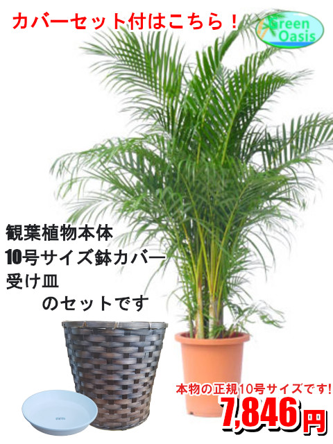 楽天市場 観葉植物 アレカヤシ 10号 おしゃれな大型観葉植物 お部屋のインテリア装飾 法人様 飲食店など店舗の飾りに新築祝い開店祝い お祝いの贈り物に格安人気観葉植物をどうぞ 最安値 贈答 父の日 ギフト プレゼント 株式会社グリーンオアシス