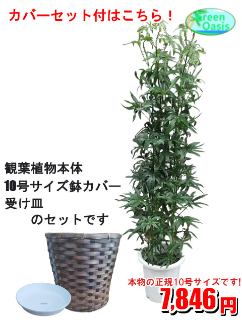 観葉植物 シェフレラアンガスティフォリア 10号数 恰好良いな大型観葉植物 お御部屋のインテリアデコレーション色取る 法人状況 飲食ストアなど店舗の粧飾に造り御祭り開店祝い 配り物に安上がり流行観葉植物を何卒 最も安値 付届け 贈り物 スーヴェニア Foxunivers Com