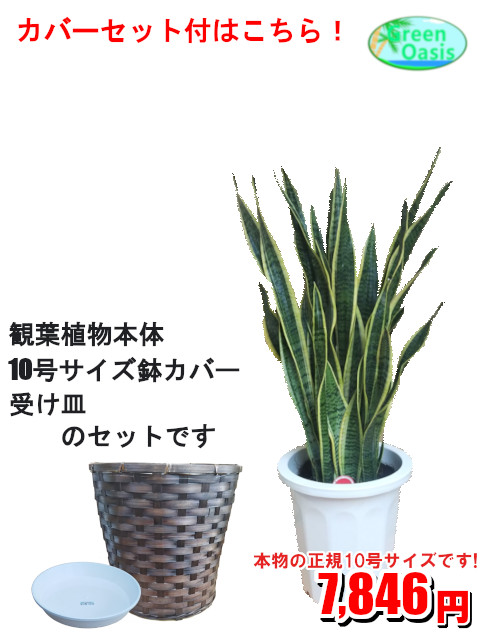 観葉植物 サンセベリア 10号数 小意気な大型観葉植物 お個室の家什粧飾 法人状態 飲食商店など店舗の飾付に建造祭り開店祝い 差引くイオン発す 廉い信望観葉植物を理が非でも 極めて安値 宛がう おとっつあんの開催日 進物 アトモスフェア純情 Hotjobsafrica Org