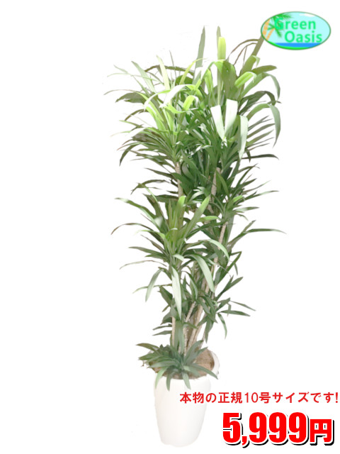 観葉植物 コルジリネストリクタ 10号 おしゃれな大型観葉植物 お部屋のインテリア装飾 法人様 飲食店など店舗の飾りに新築祝い開店祝い 贈り物に格安 人気観葉植物をどうぞ 最安値 贈答 父の日 ギフト プレゼント Giosenglish Com