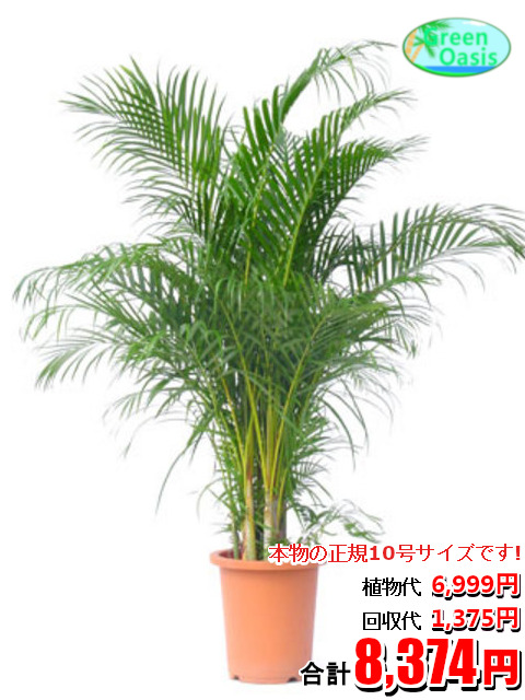 【楽天市場】観葉植物 アレカヤシ 10号【おしゃれな大型観葉植物