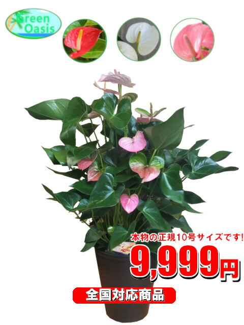 楽天市場 観葉植物 アンスリウム 10号 激安 おしゃれな大型観葉植物 9999円 お部屋のインテリア装飾 法人様 飲食店など店舗の飾りに新築祝い開店祝い お祝いの贈り物に格安人気観葉植物をどうぞ 最安値 贈答 父の日 ギフト プレゼント 株式会社グリーンオアシス