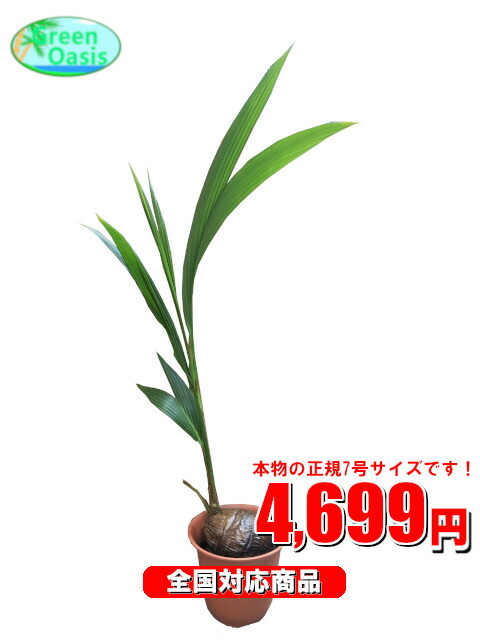 観葉草木 ココ椰子 7ナンバー 激安 スマートな大型観葉植物4699 お室のファーニチュアデザイン 法人 飲食商店などストアーの装飾物に築造祝事開店祝い お祝いの戴物に安い大衆性観葉植物を何が何でも ひじょうに安値 供え 父上の年代 貰い物 進上 Barlo Com Br