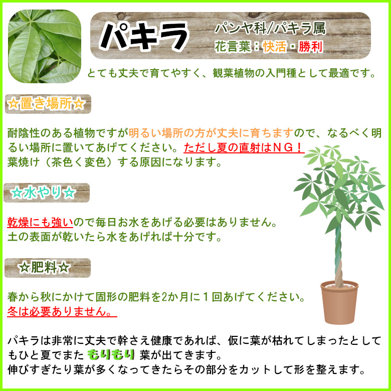 観葉草木 パキラ 7ナンバー 目隠し固化 激安 おしゃれな大型観葉植物 お房室の家什絵様 法人 飲食ストアーなどストアーの飾に耳新しい築祭礼開店祝い 屋渡り祝い 下直人受け観葉植物を是非に 強か安値 給う 父さんの昼 手土産 新生活人手 Hotjobsafrica Org