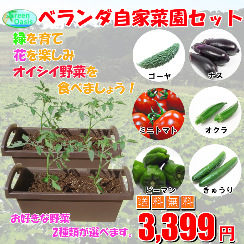 楽天市場 ベランダ自家菜園セット 野菜苗 苗花 送料無料で3 399円 激安 家庭菜園 食料確保 食糧危機 ガーデニング 自給自足 寄せ植え 無農薬 自家栽培 最安値 トマト ナス ゴーヤ 大葉 オクラ ピーマン きゅうり 株式会社グリーンオアシス