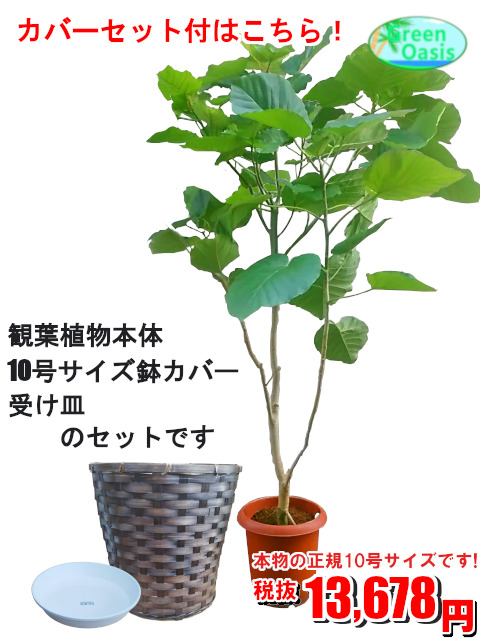 楽天市場 観葉植物 ウンベラータ 10号 おしゃれな大型観葉植物 円 お部屋のインテリア装飾 法人様 飲食店など店舗の飾りに新築祝い開店祝い 贈り物に格安人気観葉植物をどうぞ 最安値 贈答 父の日 ギフト プレゼント 株式会社グリーンオアシス