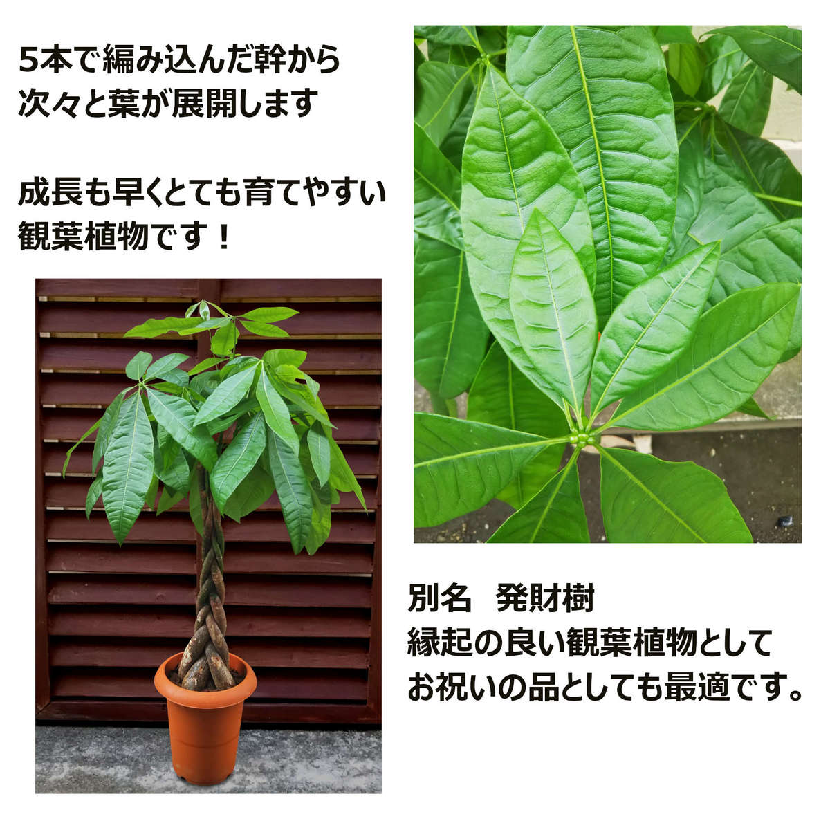 観葉植物 パキラ 7号数 激安 鯔背な大型観葉植物 お部屋の内装美化 法人 飲食店舗など倉の据え物に回合わせup 開店お祭り 家移祝い 安直大衆性観葉植物を何でもかでも なにより安値 授ける 御父さんの日付け 差し上物 新規生きて行く手つだい Nobhillmusic Com