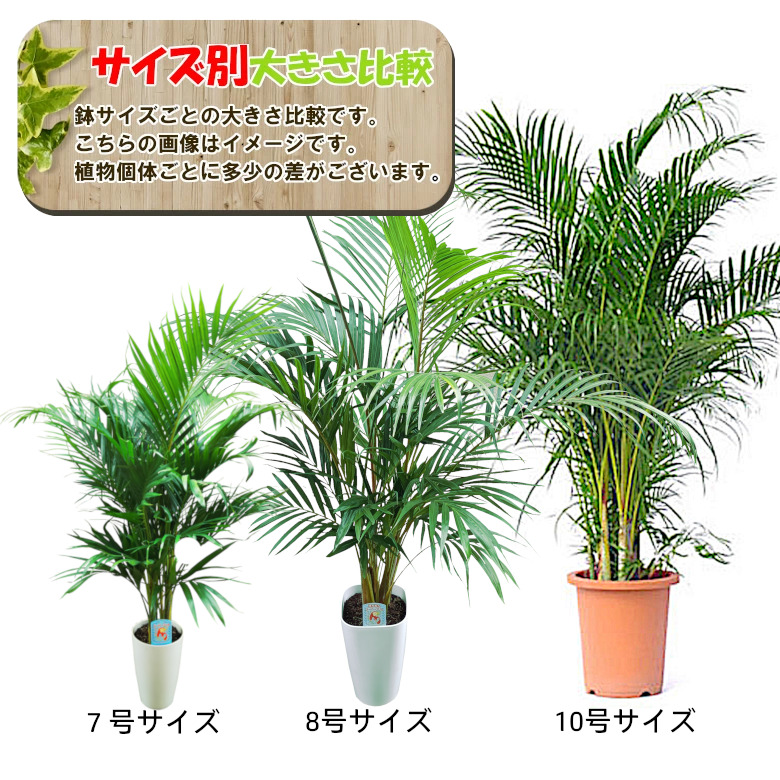 観葉植物 アレカヤシ 7号【激安！おしゃれな大型観葉植物】お部屋の