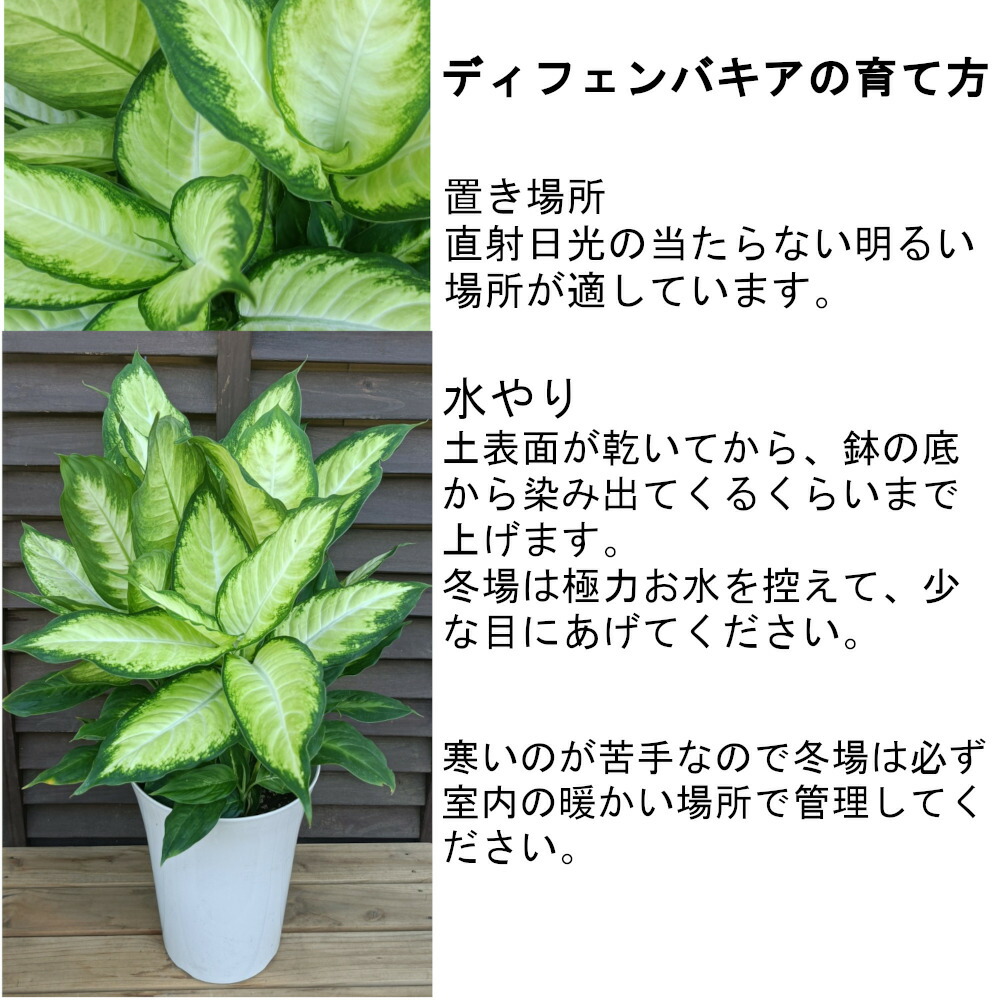 観葉植物 ディフェンバキア 7号 最安値 おしゃれな大型観葉植物 お部屋のインテリア装飾 カミーラ ギフト 引越し祝い 新生活応援 格安人気観葉植物をどうぞ 法人 激安 父の日 贈答 開店祝い 飲食店など店舗の飾りに運気up 中古 カミーラ