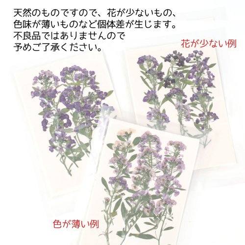 マーケット アリッサム ドライフラワー 花 はな Flower 紫 プリザーブドフラワー 本物 植物 ネイル レジン封入 クラフト 手芸 10 12輪程 Qdtek Vn