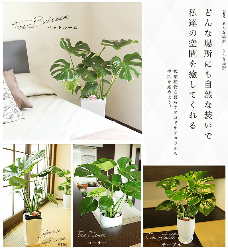 送料無料 観葉植物 花 観葉植物 モンステラ 7号 約85cm モンステラ角高陶器 白色 人気のある育てやすい観葉植物 送料込 大型 インテリア 鉢 おすすめ 安い おしゃれ 激安 ギフト Paradise観葉植物通販専門店 グリーンパラダイス Green 新築祝い 開店祝い お