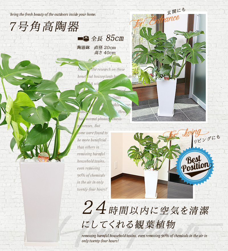 送料無料 観葉植物 花 観葉植物 モンステラ 7号 約85cm モンステラ角高陶器 白色 人気のある育てやすい観葉植物 送料込 大型 インテリア 鉢 おすすめ 安い おしゃれ 激安 ギフト Paradise観葉植物通販専門店 グリーンパラダイス Green 新築祝い 開店祝い お