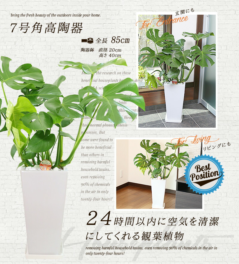 送料無料 観葉植物 花 観葉植物 モンステラ 7号 約85cm モンステラ角高陶器 白色 人気のある育てやすい観葉植物 送料込 大型 インテリア 鉢 おすすめ 安い おしゃれ 激安 ギフト Paradise観葉植物通販専門店 グリーンパラダイス Green 新築祝い 開店祝い お 送料無料 観葉植物 花 観葉植物 モンステラ 7号 約85cm モンステラ角高陶器 白色 人気のある育てやすい観葉植物 送料込 大型 インテリア 鉢 おすすめ 安い おしゃれ 激安 ギフト Paradise観葉植物通販専門店 グリーンパラダイス Green 新築祝い 開店祝い お