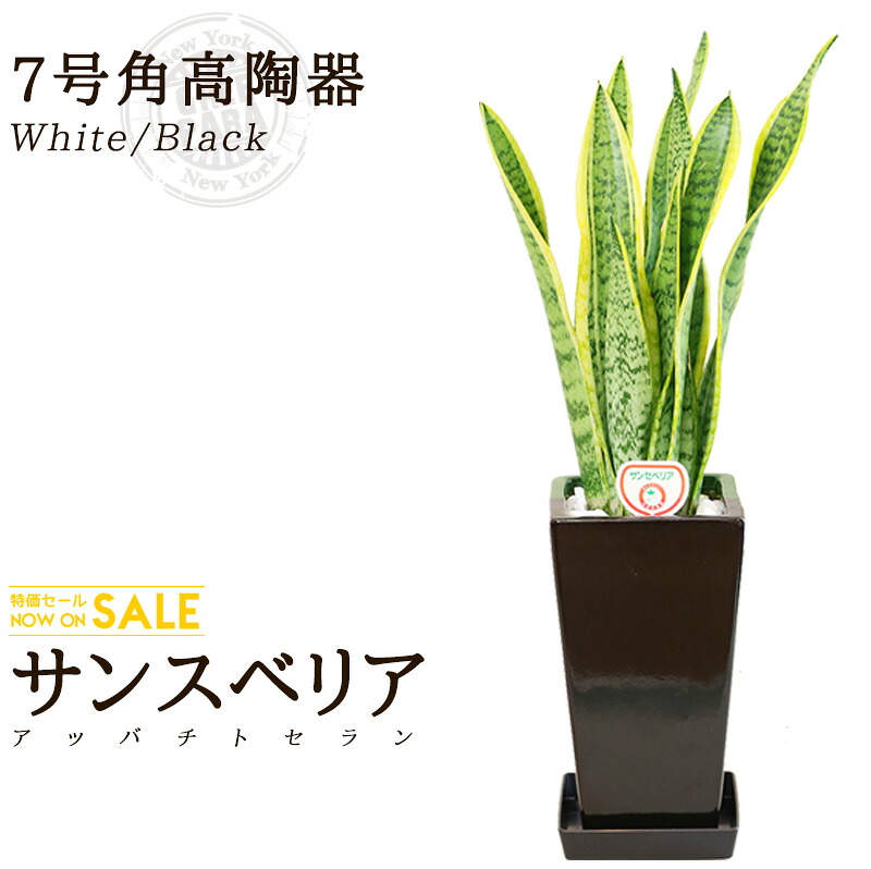 【送料無料】サンスベリア(7号/約90cm)角高陶器（白色/黒色） 育てやすく空気浄化の効果も高い観葉植物【送料込/大型/インテリア/鉢/恋愛運/おすすめ/安い/おしゃれ/激安/ギフト】 グリーンパラダイス