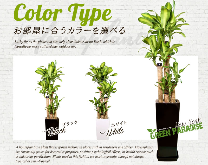 グリーンパラダイス Green Paradise観葉植物通販専門店 送料無料 新築祝い 開店祝い お誕生日祝い 結婚祝い 観葉植物 引越し祝い モダン ドラセナ マッサンゲアナ 8号 約1 3m 角高陶器 白色 黒色 人気のある育てやすい観葉植物 送料込 大型 インテリア 鉢