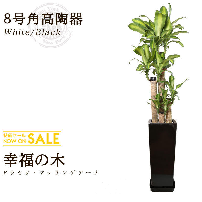 グリーンパラダイス Green Paradise観葉植物通販専門店 送料無料 新築祝い 開店祝い お誕生日祝い 結婚祝い 観葉植物 引越し祝い モダン ドラセナ マッサンゲアナ 8号 約1 3m 角高陶器 白色 黒色 人気のある育てやすい観葉植物 送料込 大型 インテリア 鉢