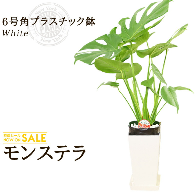 楽天市場】【送料無料】モンステラ(8号/約1m)モンステラ角陶器L（白色