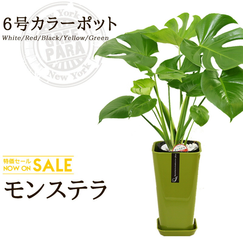 貨物輸送無料 モンステラ 6サイズ ほとんど70cm モンテスラカラーポット 白 赤色 墨ぞめ 黄み 新緑の色 受けが良いことのお出でなされる育て穏やか観葉草木 送料込 家什 野ざらし おすすめ 無為 瀟洒 激安 賜り物 緑色極楽 Nobhillmusic Com