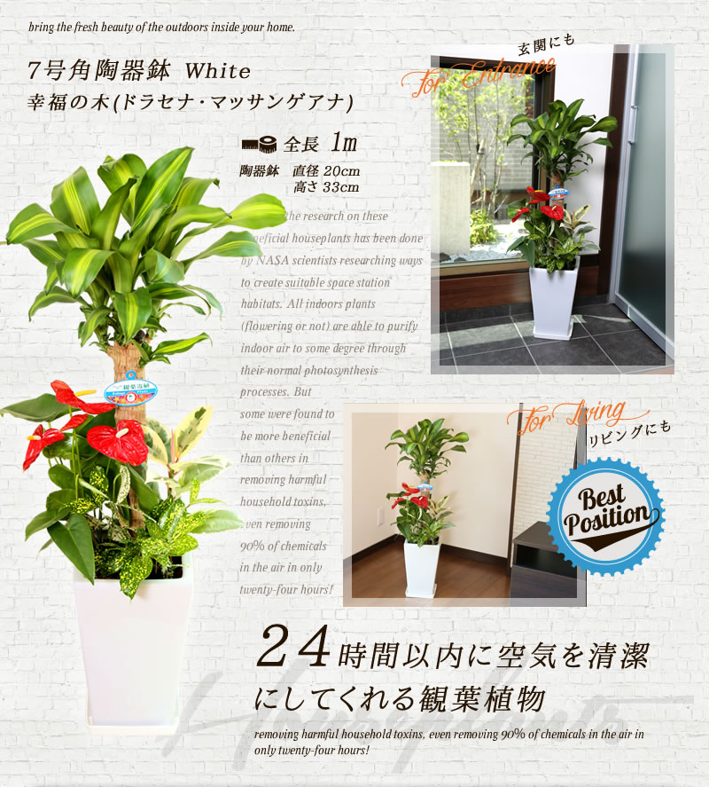 送料無料 寄せ植え 幸福の木 7号 約1m 角陶器鉢 白色 育てやすく空気浄化の効果も高い観葉植物 送料込 大型 インテリア 鉢 恋愛運 おすすめ 安い おしゃれ 激安 ギフト グリーンパラダイス Educaps Com Br