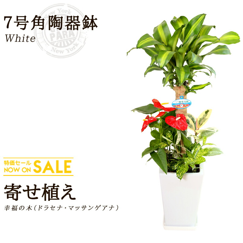 送料込 大型 インテリア 鉢 恋愛運 おすすめ 安い おしゃれ 激安 ギフト 送料無料 花 観葉植物 寄せ植え 幸福の木 7号 約1m 角陶器鉢 白色 育てやすく空気浄化の効果も高い観葉植物 グリーンパラダイス Green 新築祝い 開店祝い お誕生日祝い 結婚祝い 観葉