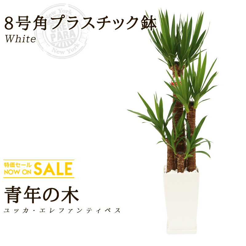 限定特価 送料無料 ユッカ 青年の木 8号 約125cm 角プラスチック鉢 白色 育てやすく空気浄化の効果も高い観葉植物 送料込 大型 インテリア 鉢 恋愛運 おすすめ 安い おしゃれ 激安 ギフト グリーンパラダイス Yucca 24 Adrm Com Br