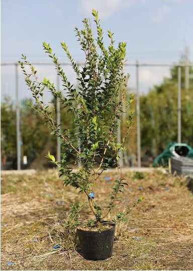 楽天市場 100cm 生垣 庭木 常緑樹 マートル ハーブ ギンバイカ 樹高1 0ｍ前後 グリーンｐｅａｃｅ