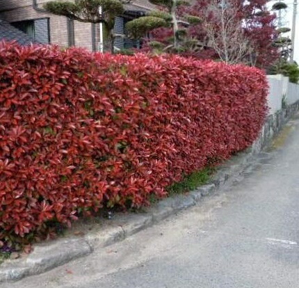 送料無料 1cm 5本セット 庭木 定番生垣 目隠し 常緑樹 再入荷 送料無料 1cm 5本セット 庭木 定番生垣 目隠し 常緑樹 再入荷