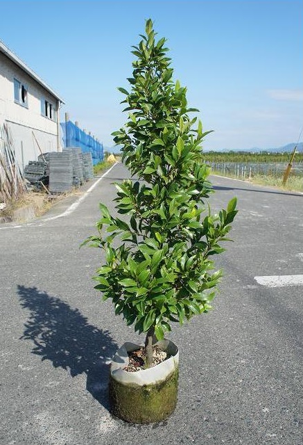 楽天市場 100cm シンボルツリー 庭木 花木 常緑樹 カラタネオガタマ ポートワイン 樹高1 0m前後 グリーンｐｅａｃｅ