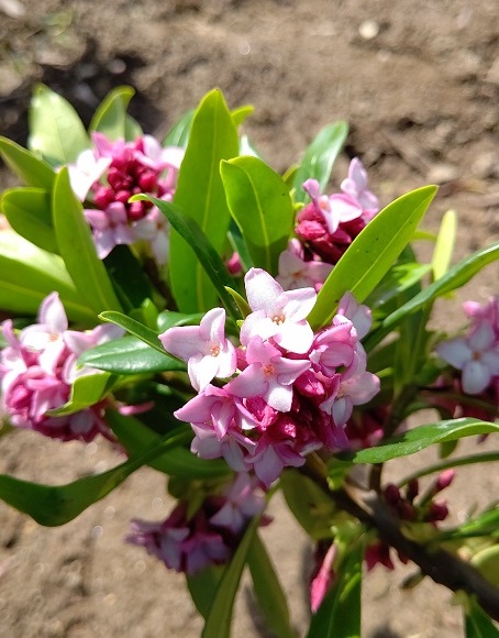 楽天市場 40cm 赤 シンボルツリー 庭木 花木 常緑樹 鉢植え ジンチョウゲ 沈丁花 赤花 樹高0 4m前後 グリーンｐｅａｃｅ