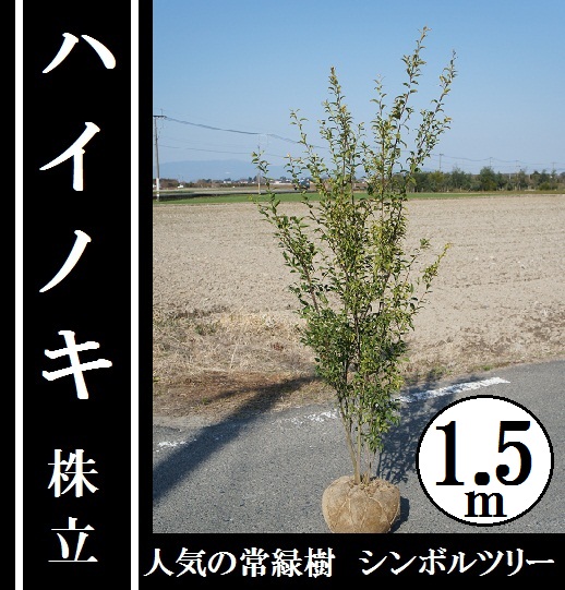楽天市場 送料無料 150cm シンボルツリー 庭木 常緑樹 おしゃれ 大型 ハイノキ株立 樹高1 5ｍ前後 グリーンｐｅａｃｅ