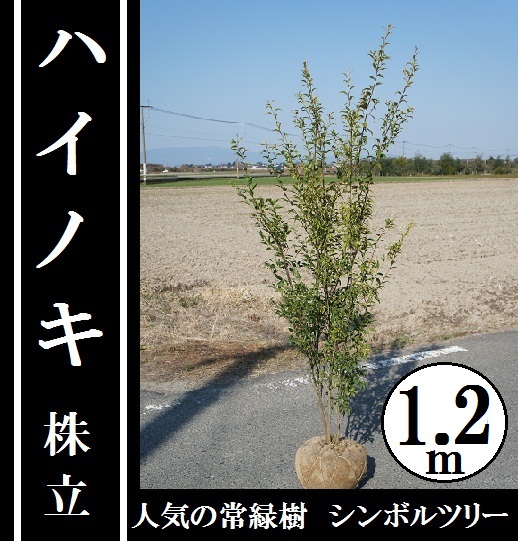 楽天市場 1cm シンボルツリー 庭木 常緑樹 植木 ハイノキ株立 樹高1 2ｍ前後 グリーンｐｅａｃｅ