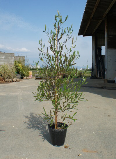 市場 150cm シンボルツリー おしゃれ カラーリーフ 生垣 常緑樹 観葉植物 庭木